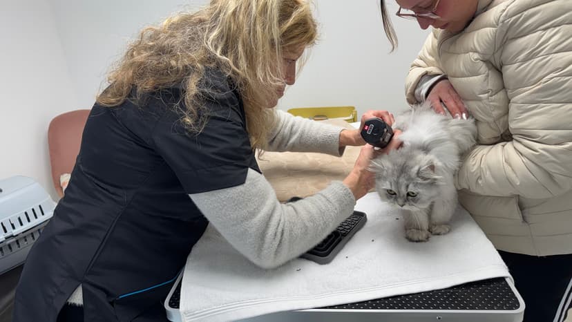 Kattenverzorging Trimster - Grijze kat