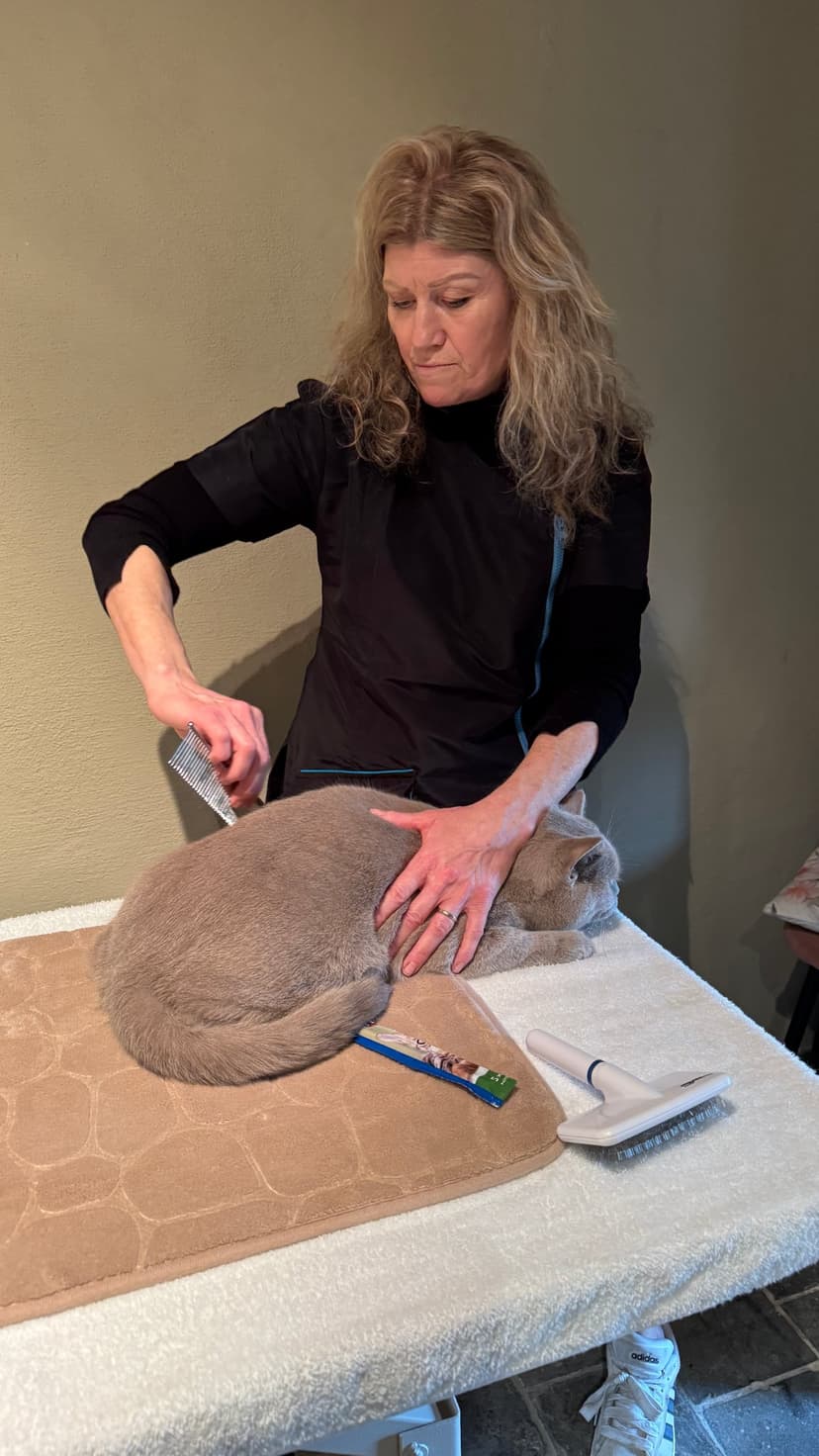 Kammen van dikke kattenvacht