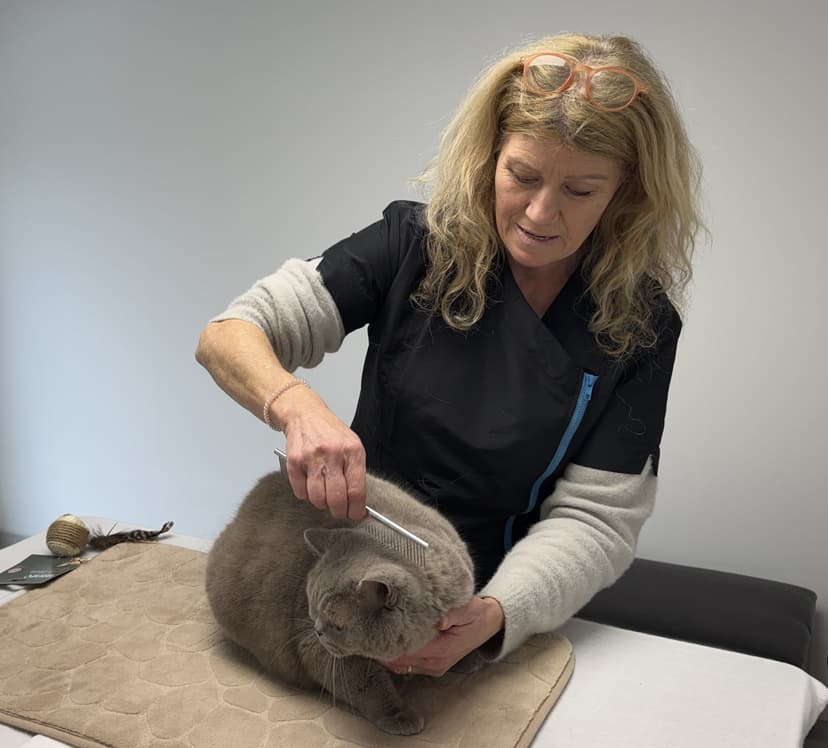 Kattenverzorging Trimster - Lapjeskat