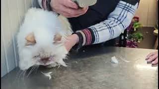Kat Ice